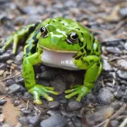 如果我想养一只角蛙作为宠物的话应该准备什么样的条件呢？