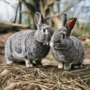 如果没有得到足够的食物和水等基本照顾条件雷克斯兔子的生命力会受到多大程度的影响呢？
