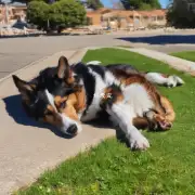 为什么有些狗会喜欢趴在阳光下晒太阳呢？