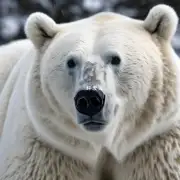 大白熊鼻子多久变黑？