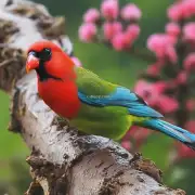 画眉鸟的食物来源是什么样的？他们通常会吃些什么食物？