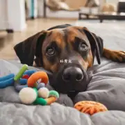 狗为什么会喜欢抓东西或玩具？