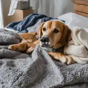 狗为什么会对毛毯产生浓厚兴趣？