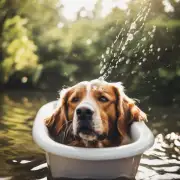 在夏天里狗狗应该多长时间才能洗一次澡？