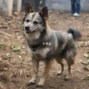 为什么叫做中华田园犬？