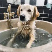 怎样才能让狗狗快速地洗完澡后变得干净整洁呢？