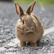 什么是导致兔子脱水的原因之一是过度运动或高温天气的影响？