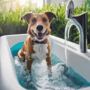 有哪些注意事项需要注意以确保您的宠物能够安全舒适地享受沐浴过程？