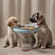 如果小狗没有胃口吃饭怎么办？