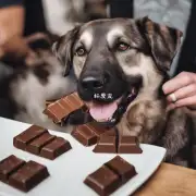狗可以吃巧克力吗？