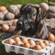 有任何证据表明鸡蛋可以提供足够的营养来满足一只健康成年犬每天所需要的能量和养分需求吗？还是只是一种补充品或额外的食物来源而已？
