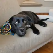 我怎样才能让我的小狗停止啃咬家具和电线电缆等物品？
