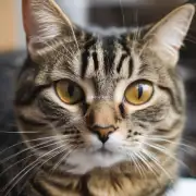 当猫咪有耳螨时它们会表现出一些症状吗？