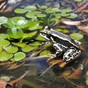 角蛙的生活习性是怎样的呢？