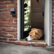 为什么狗狗会喜欢在门边睡觉？