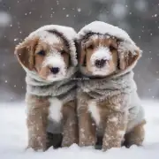 幼犬在寒冷天气下该如何保暖？