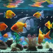 如何保持鱼缸中的氧气含量？