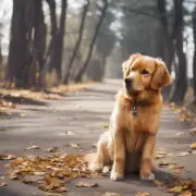 如何训练一只金毛犬成为宠物狗？