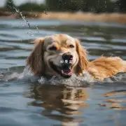 为什么狗有很强的能力去适应水环境呢？