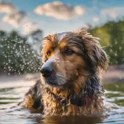 如果你经常遛狗玩水或在户外活动的话应该多频繁地给它洗澡吗？