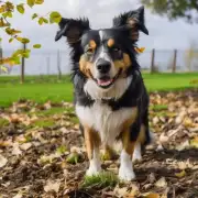 遛狗后应该如何清理宠物犬身上的泥土草叶等杂物？