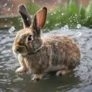 水对兔子有什么作用吗？