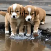 怎样才能让小狗愿意喝水呢？
