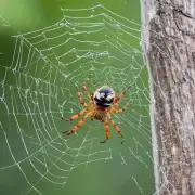 如何让家里的宠物远离电线杆上的蜘蛛网？