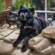 用户 你好我现在在一家宠物店看中一只黑色虎斑狗我想问问它大概要多少钱呢？