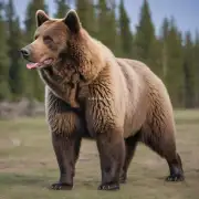比熊犬最长多少厘米？