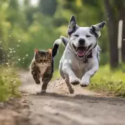 除了速度之外还有其他因素会影响狗能否抓住或追到一只奔跑中的猫吗？