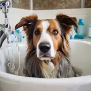 如果不经常洗澡的话会发生哪些情况导致狗狗出现皮肤病或感染疾病的情况吗？
