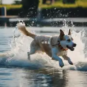为什么狗可以在水中进行各种复杂的动作而无需担心溺毙的风险呢？