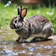 应该选择什么样的饮水器供兔子使用呢？
