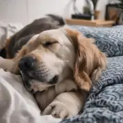如何让狗狗在睡觉时不发出声音？