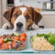 如果我们希望确保我们的宠物犬能够得到足够的运动量和营养摄入应该如何安排他们的饮食计划呢？