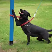 如果一只狗咬到了一条有线电缆或者电线杆上怎么办？