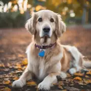有哪些常见的症状和体征在狗狗中表现出了肾功能受损的症状吗？