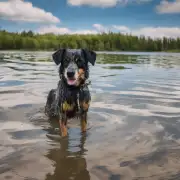 狗为什么不能在水中站立？