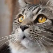 为什么一些猫咪比其他更吵闹呢？