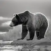 如果一只比熊挠痒甩头了怎么办呢？