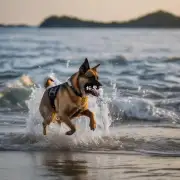 为什么狗在进入水域时会有一种本能的感觉要尽快找到陆地或者是浅滩以便于安全着陆呢？
