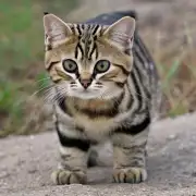 矮脚猫有多少种？
