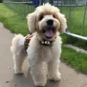 泰迪在户外散步时一般要走多长时间？