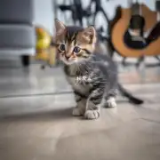 为什么有时候一只小猫无法发出声音？