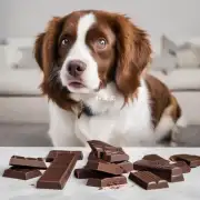 为什么有些狗可以吃少量巧克力而其他一些则不行呢？
