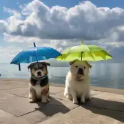我知道一些主人会带他们的宠物到户外散步或玩耍时带上遮阳伞来保护它们免受阳光照射过久的影响吗？