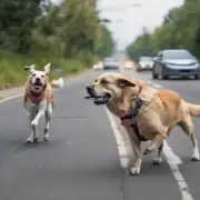 如何防止小狗拉着主人走在路上被撞伤的情况发生？