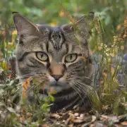 是否有证据表明某些品种的猫比其他品种更容易成为优秀的猎人狩猎者？如果是的话这些品种有哪些特征使得他们更有可能具备这种能力？