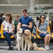 对于那些没有购买额外座位的人员来说是否还有其他解决方案可用于携带大型犬呢？